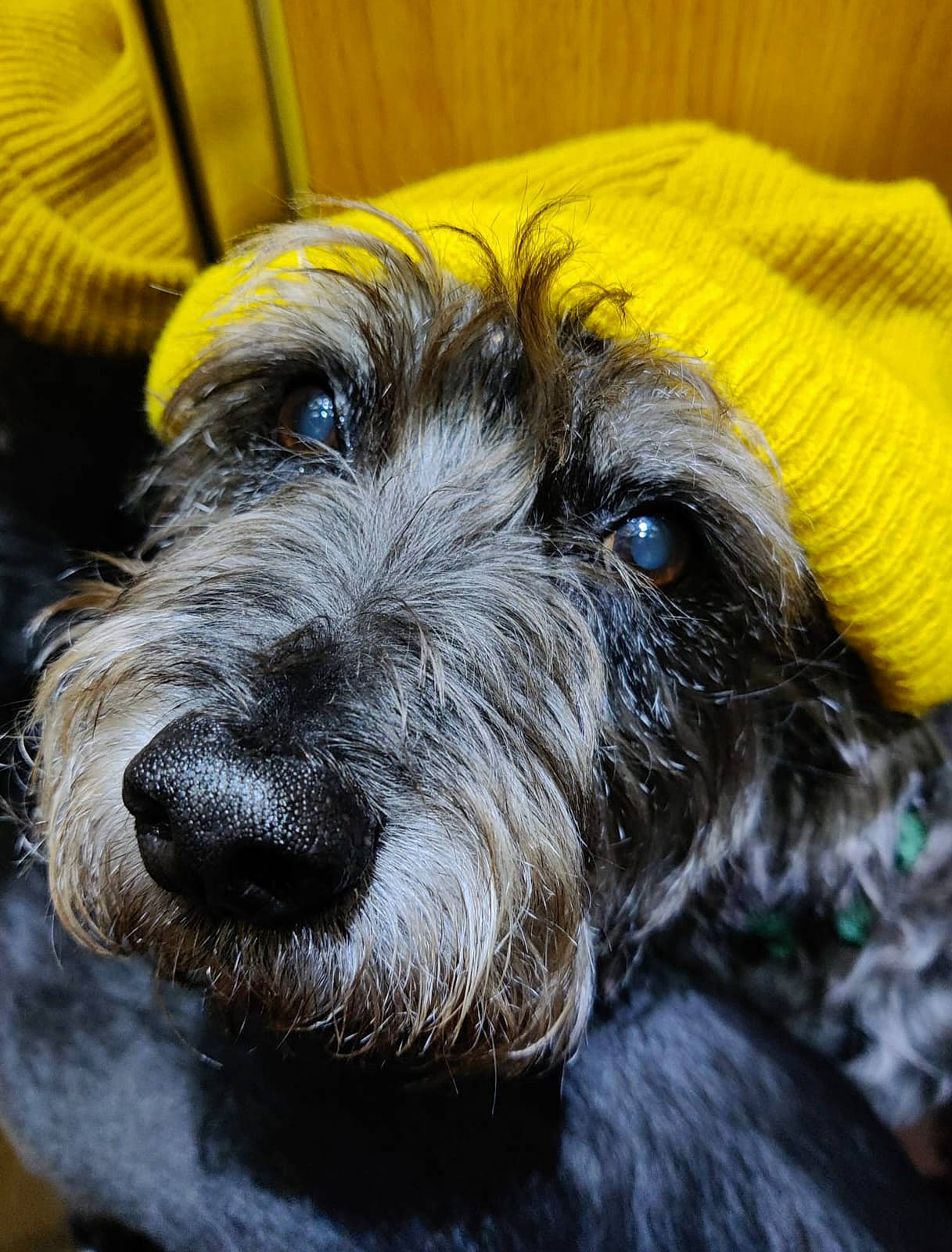 Gordy a rejoint le concours — aidez-le/la à gagner de superbes lots ! ancient_dog_breeds, canidae, carnivore, close_up, companion_dog, dog, dog_breed, fur, schnauzer, small_terrier, snout, sporting_group, standard_schnauzer, terrestrial_animal, terrier, toy_dog, working_animal