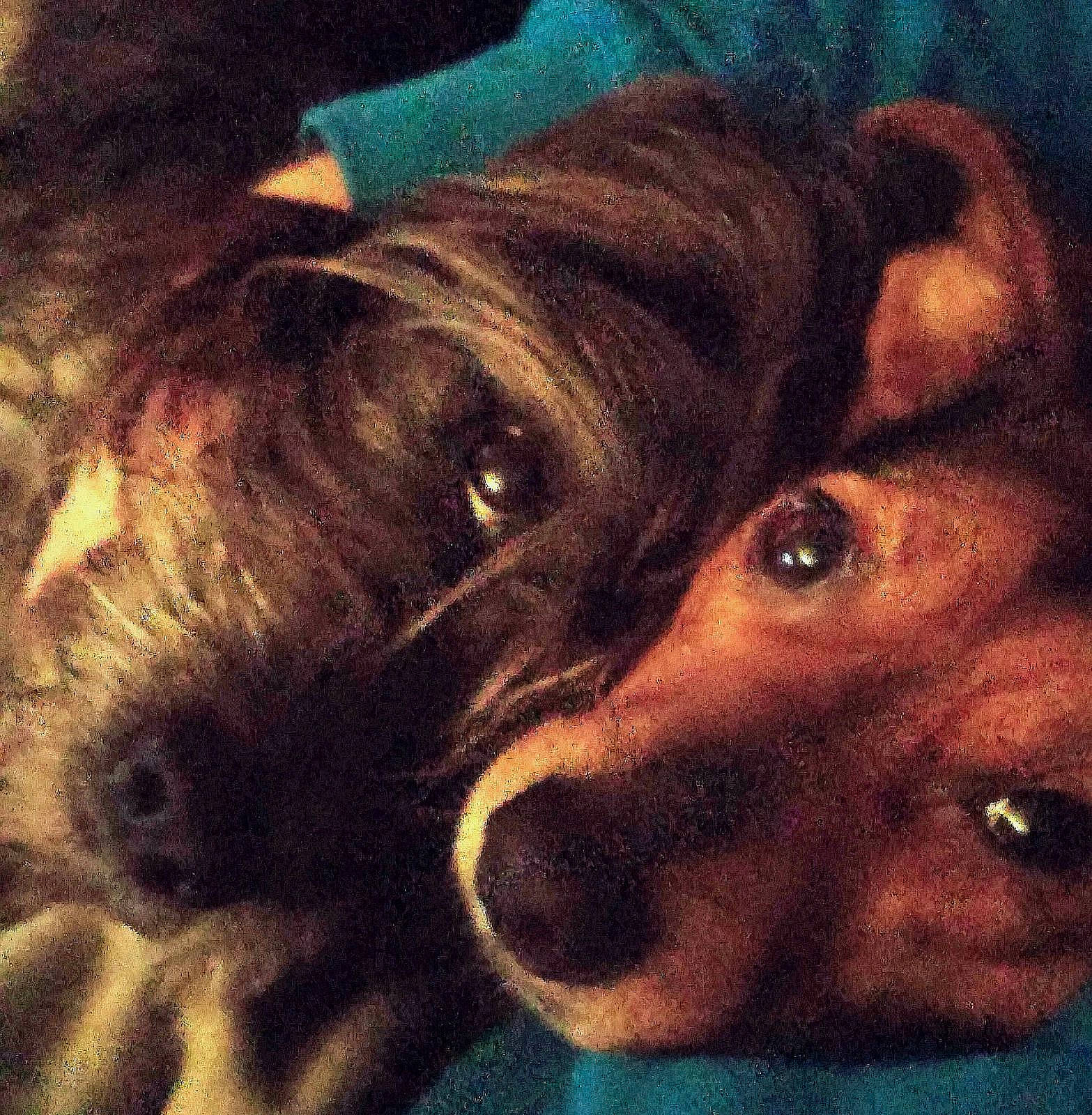 Gordy a rejoint le concours — aidez-le/la à gagner de superbes lots ! canidae, carnivore, cloud, companion_dog, dog, dog_breed, ear, fawn, fur, happy, liver, metal, painting, selfie, snout, sporting_group, square, visual_arts, whiskers, working_animal