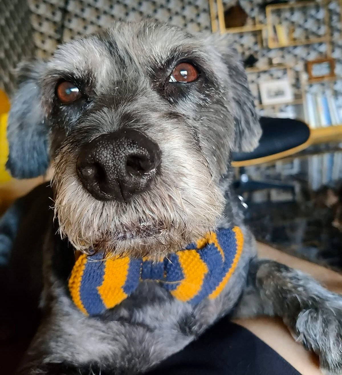 Gordy participe au concours pour gagner de l'argent avec cette photo : canidae, carnivore, collar, companion_dog, dog, dog_breed, dog_clothes, dog_collar, dog_supply, electric_blue, fashion_accessory, fur, schnauzer, small_terrier, snout, sporting_group, standard_schnauzer, terrier, toy_dog, working_animal