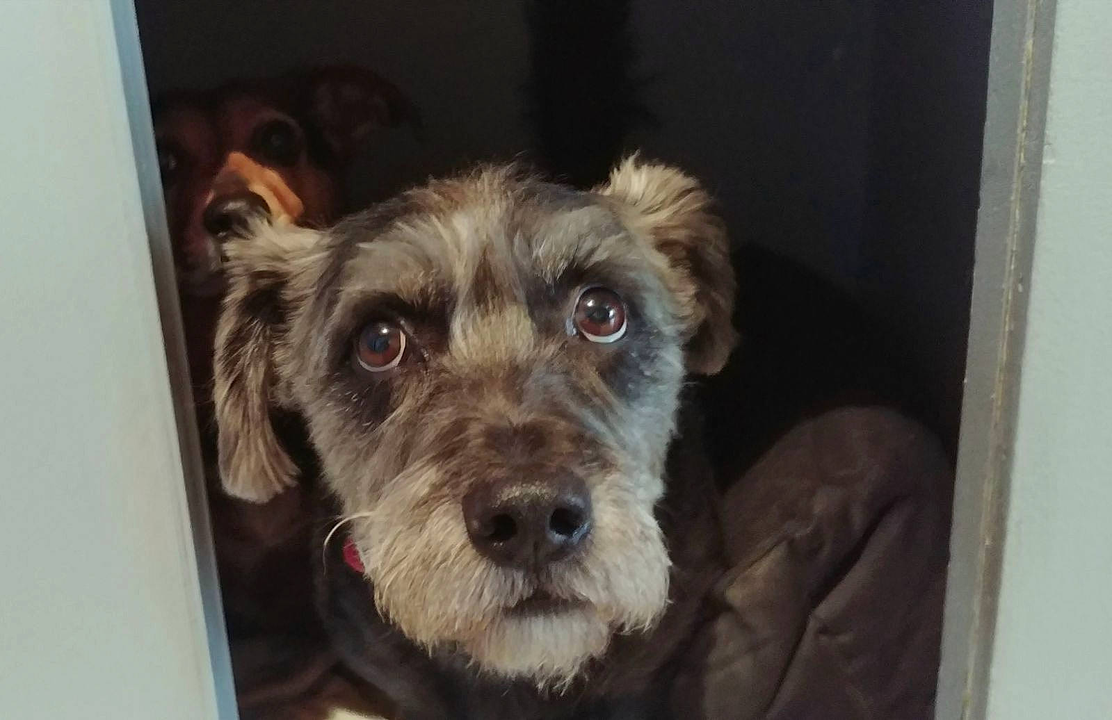 Gordy a rejoint le concours — aidez-le/la à gagner de superbes lots ! canidae, carnivore, companion_dog, dog, dog_breed, puppy, schnauzer, small_terrier, snout, sporting_group, terrestrial_animal, terrier, toy_dog, working_animal, yorkipoo