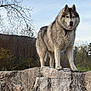 Jack a rejoint le concours — aidez-le/la à gagner de superbes lots ! dog, husky, animal, outdoor, rock, nature, fur, tongue, sky, tree, wildlife, pet, mammal, standing, landscape, canine, grass, adventure, portrait, majestic