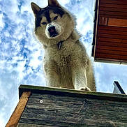 Jack participe au concours pour gagner de l'argent avec cette photo : dog, husky, canine, pet, outdoor, sky, clouds, wood, platform, building, roof, fur, animal, collar, looking_down, portrait, daylight, nature, curious, expression