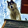 dog, husky, canine, pet, outdoor, sky, clouds, wood, platform, building, roof, fur, animal, collar, looking_down, portrait, daylight, nature, curious, expression