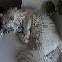 Sky is registered to the contest to win money with this photo: cat, sleeping, fluffy, white, gray, toy_mouse, pet, indoor, cozy, fur, paw, curled_up, resting, animal, cute, quiet, napping, soft_light, relaxed, domestic