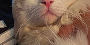 Sky is registered to the contest to win money with this photo: cat, close_up, fluffy, white_fur, pink_nose, whiskers, pet, animal, indoor, cute, face, fur, eyes, domestic_cat, mammal, whisker, soft, cozy, curious, portrait