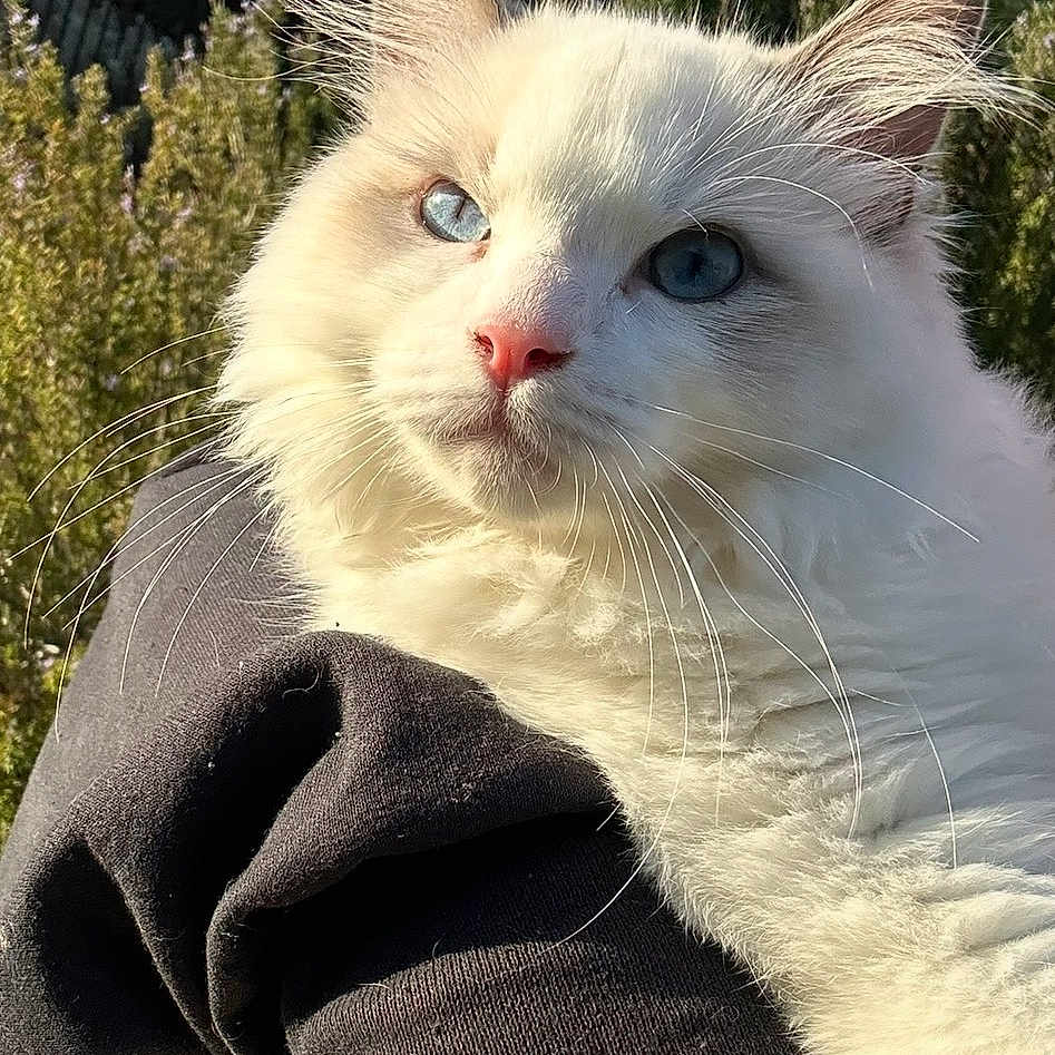 Sky is registered to the contest to win money with this photo: animal, blue_eyes, calm, cat, close_up, cute, domestic_cat, feline, fluffy_fur, greenery, hand, holding, nature, outdoor, pet, portrait, soft, sunlight, whiskers, white_cat