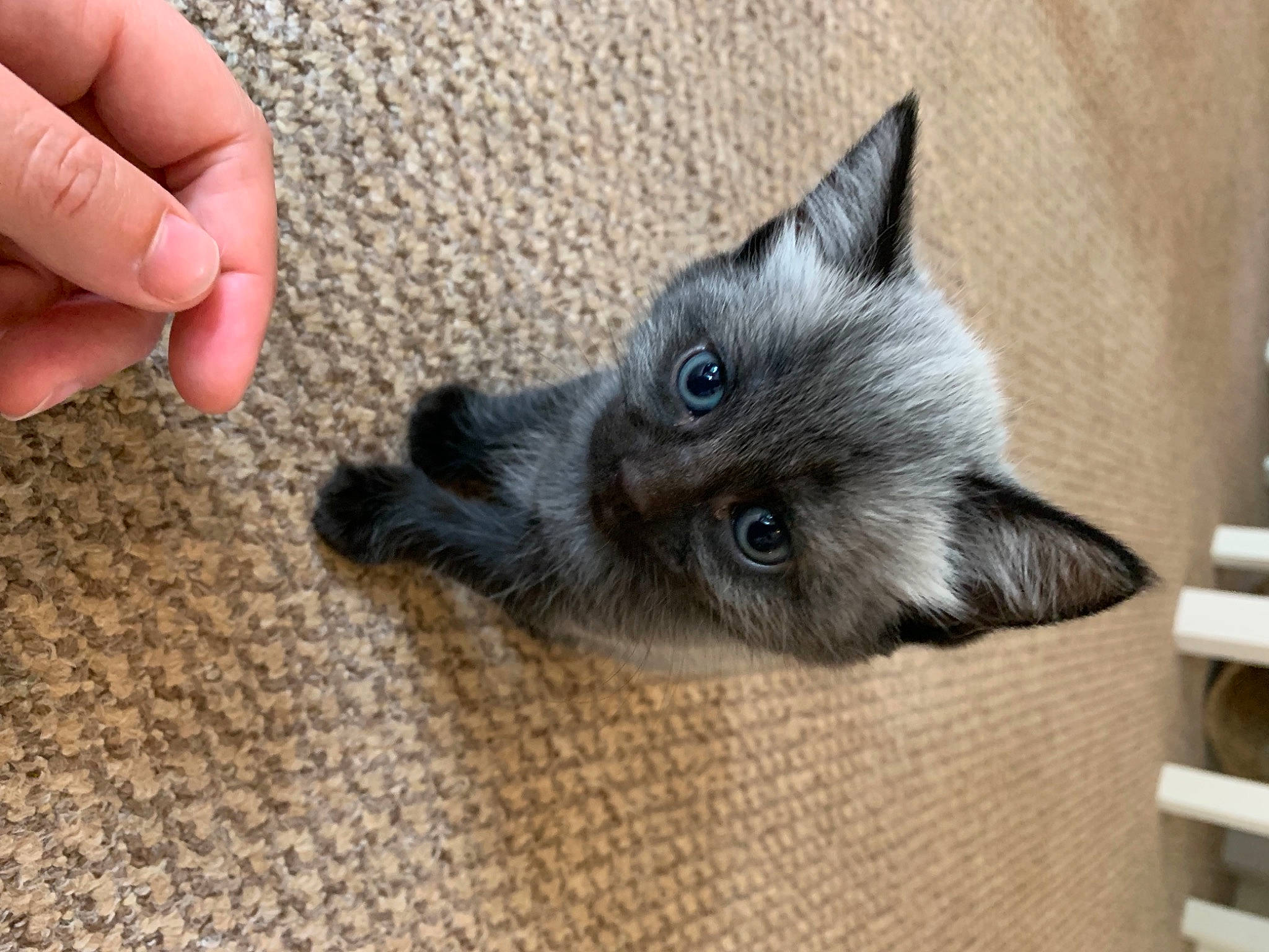 Dug joined the competition — help win amazing prizes! balinese, birman, carnivore, cat, claw, dog_breed, domestic_short_haired_cat, fawn, felidae, flooring, fur, nail, paw, russian_blue, siamese, small_to_medium_sized_cats, snout, thai, thumb, whiskers