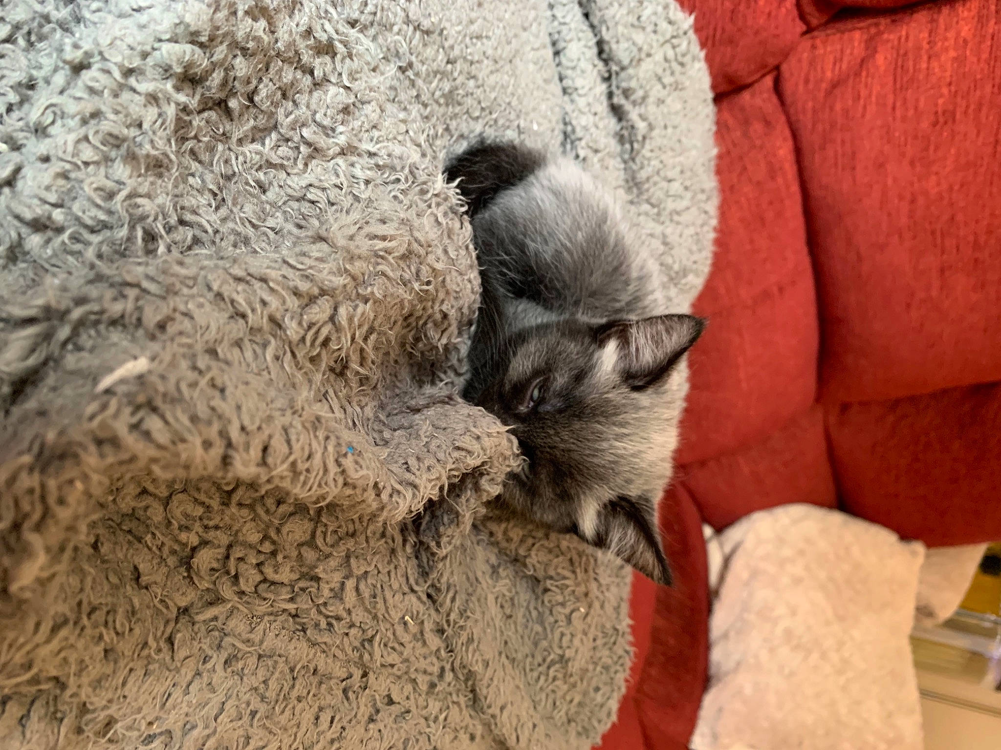 Dug is registered to the contest to win money with this photo: carnivore, comfort, fawn, fur, grey, landscape, natural_material, paw, rock, soil, terrestrial_animal, wildlife, wood, working_animal