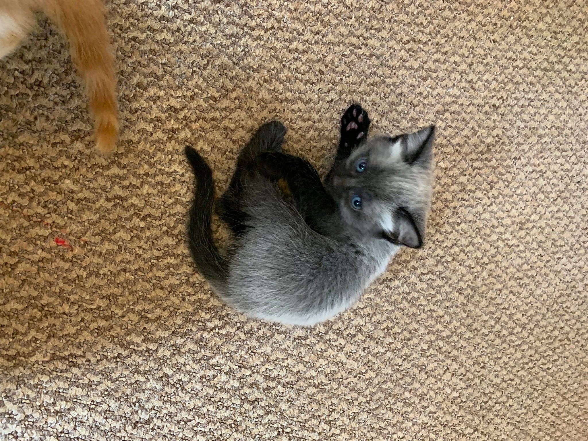 Dug joined the competition — help win amazing prizes! carnivore, cat, claw, domestic_short_haired_cat, fawn, felidae, flooring, fur, grey, hardwood, mammal, paw, small_to_medium_sized_cats, snout, tail, terrestrial_animal, whiskers