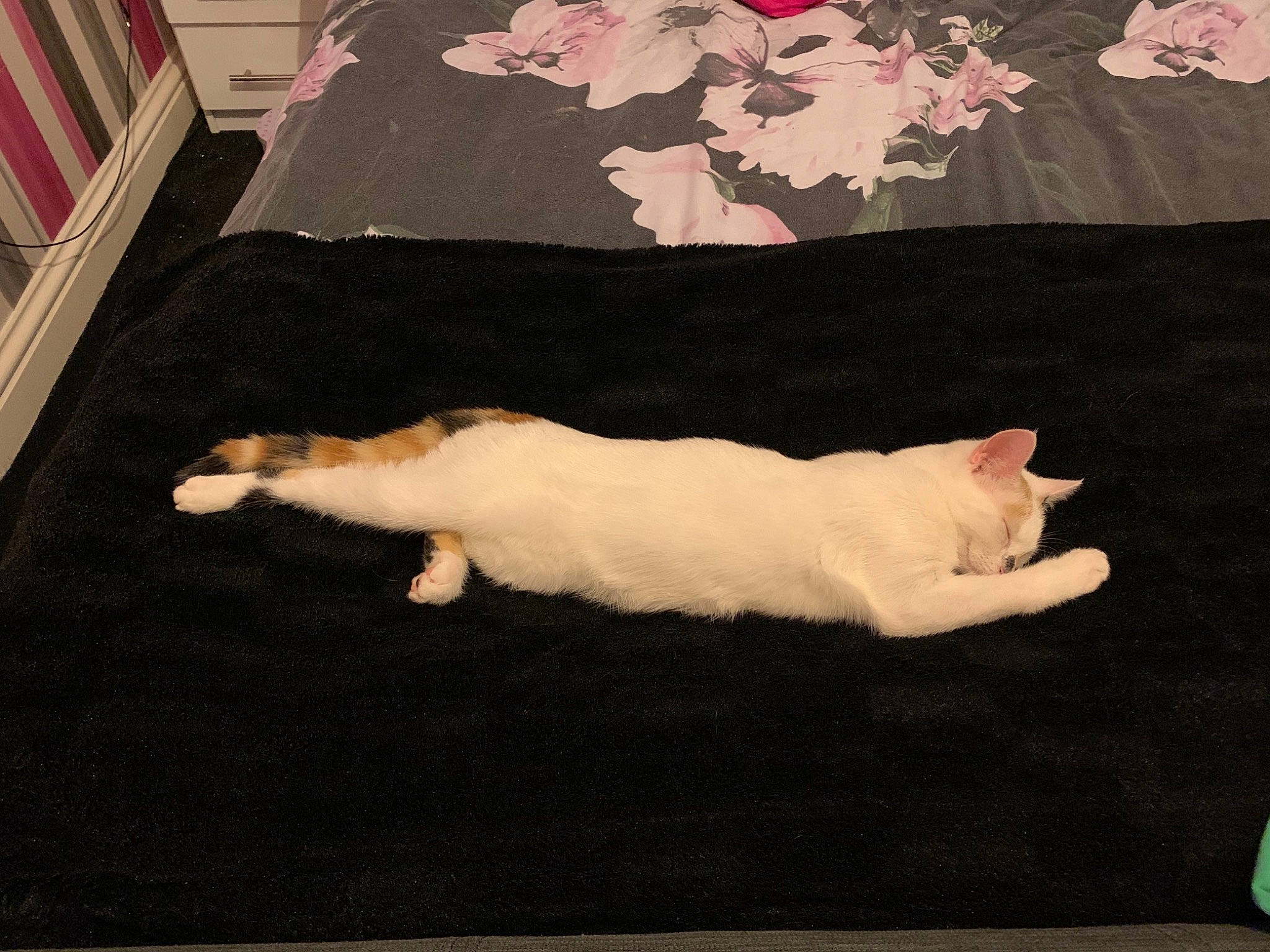 Fliss is registered to the contest to win money with this photo: brown, carnivore, cat, comfort, fawn, felidae, flooring, fur, linens, mammal, paw, rectangle, room, small_to_medium_sized_cats, tail, textile, tints_and_shades, vertebrate, whiskers, wood