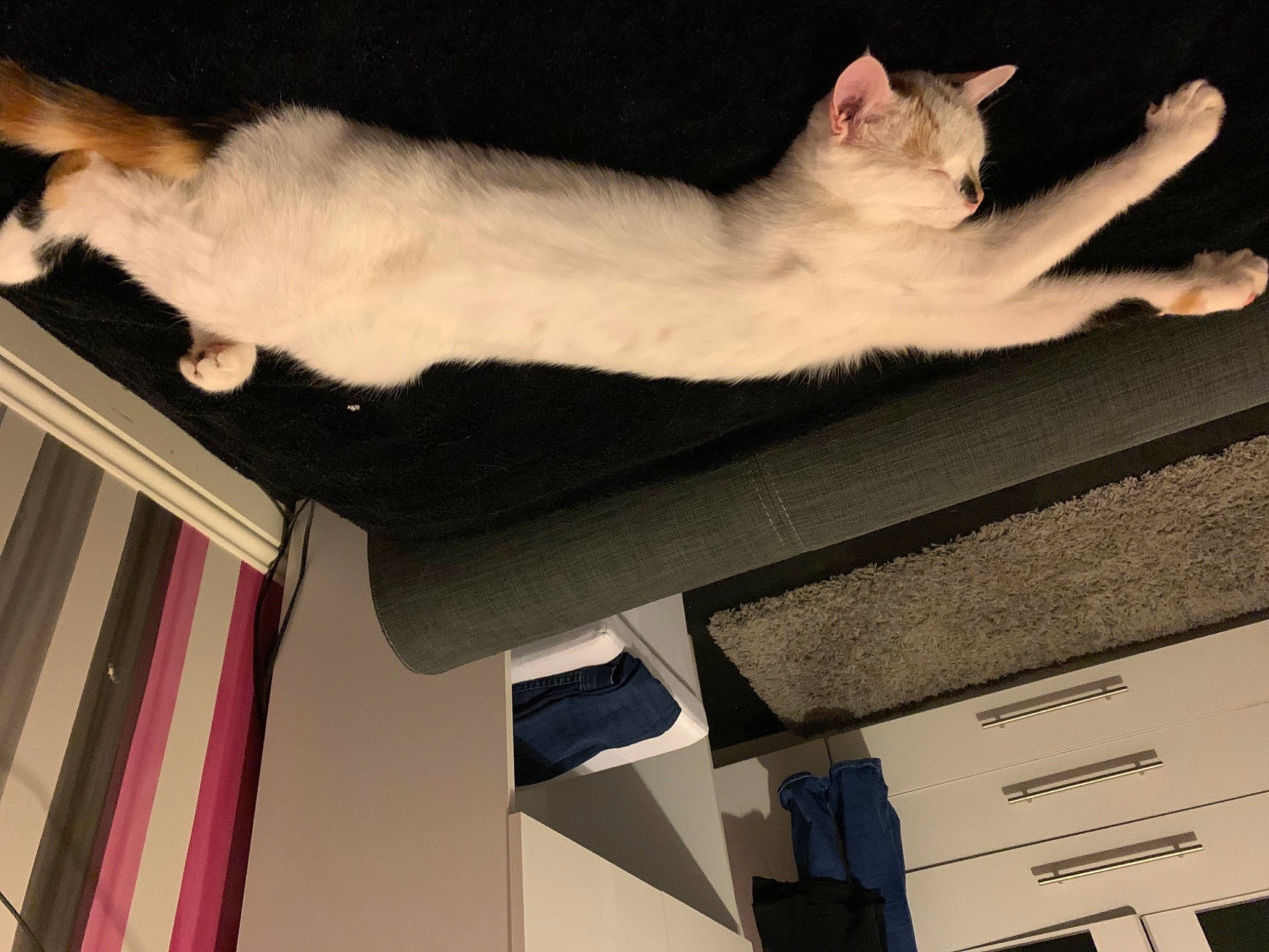 Fliss joined the competition — help win amazing prizes! box, cardboard, carnivore, carton, cat, curtain, domestic_short_haired_cat, felidae, fur, lap, metal, paw, room, shipping_box, small_to_medium_sized_cats, tail, whiskers, wood