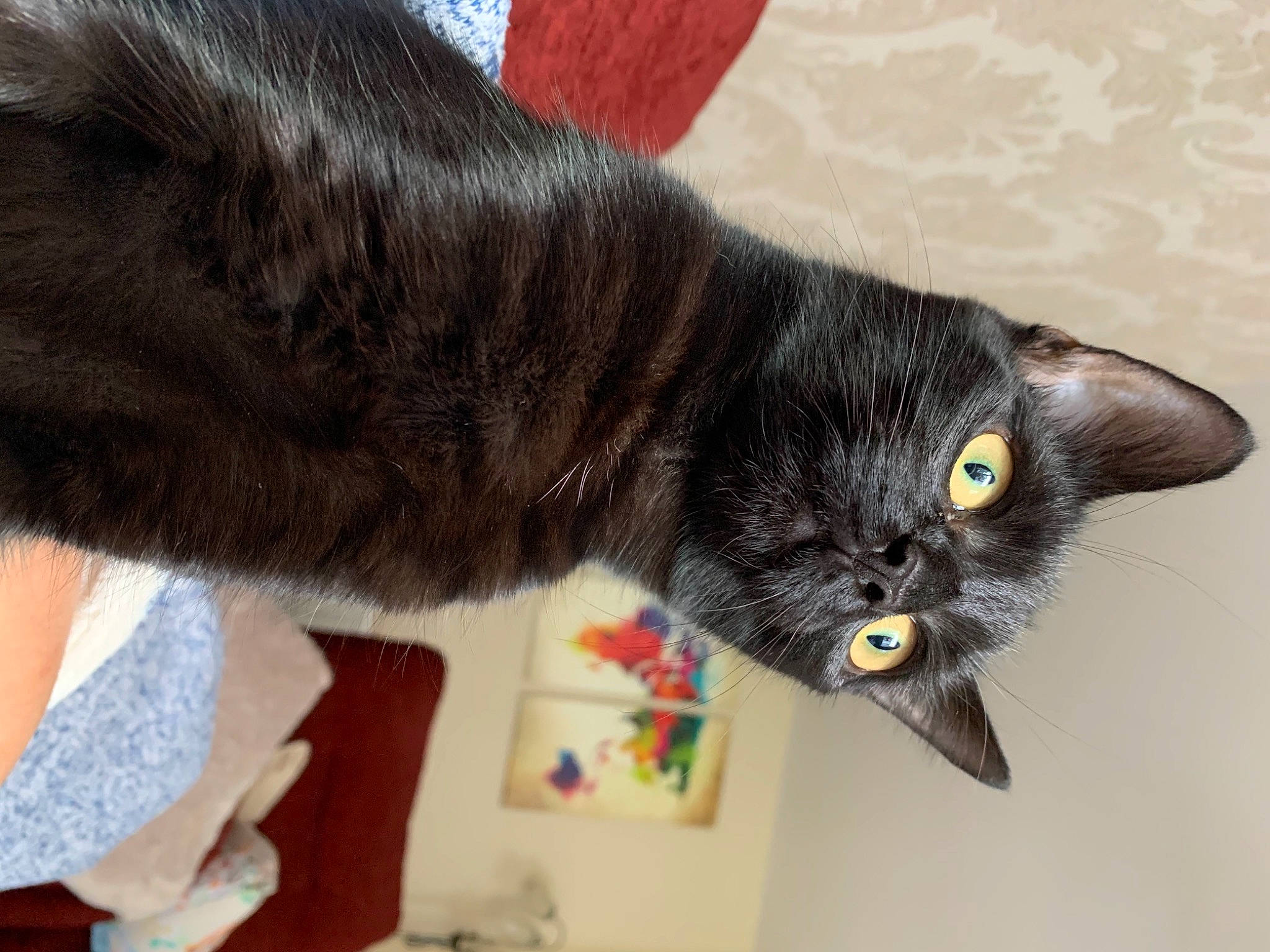 Smudge is registered to the contest to win money with this photo: black_cat, carnivore, cat, claw, domestic_short_haired_cat, felidae, fur, paw, small_to_medium_sized_cats, snout, tail, terrestrial_animal, whiskers