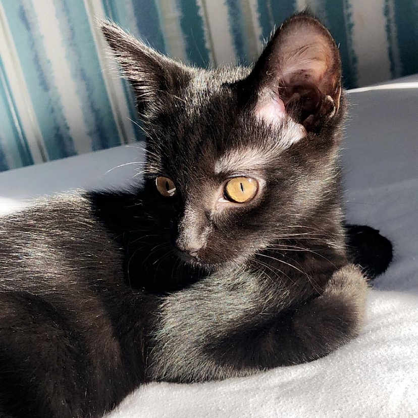 Smudge