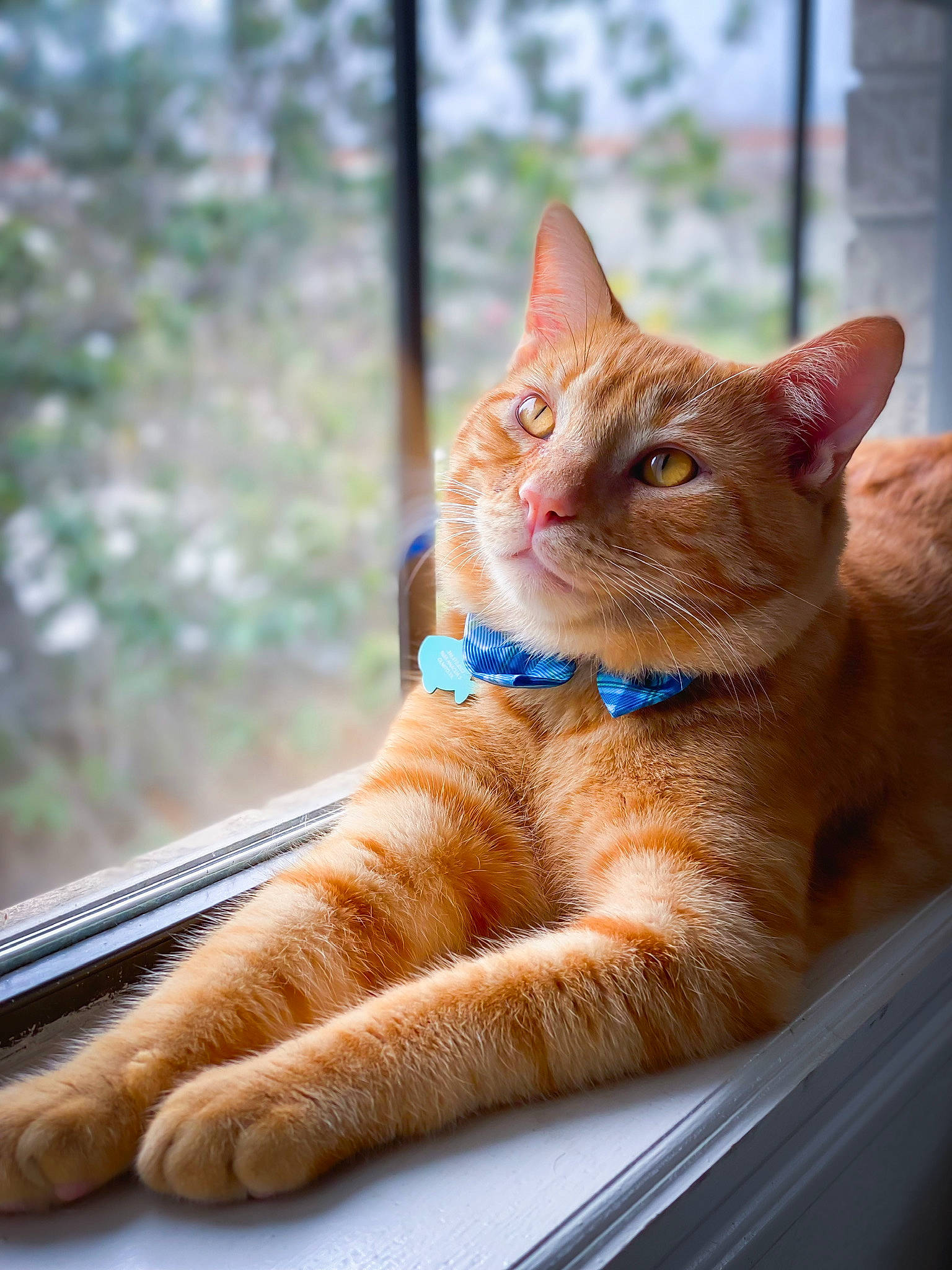 Benito joined the competition — help win amazing prizes! carnivore, cat, close_up, domestic_short_haired_cat, fawn, felidae, fur, glass, paw, road_surface, sitting, small_to_medium_sized_cats, snout, tail, tree, whiskers, wildlife, window, windshield, wood