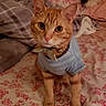 Garfield joined the competition — help win amazing prizes! cat, orange_tabby, pet_clothing, bed, blanket, floral_pattern, stuffed_animal, plush_toy, indoor, cozy, feline, curious, animal, striped, domestic_cat, bedroom, soft_lighting, cute, looking_at_camera, sitting