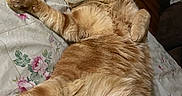 Garfield is registered to the contest to win money with this photo: cat, orange_tabby, sleeping, bed, floral_bedspread, paw, fur, whiskers, relaxed, indoors, pet, cute, cozy, animal, feline, resting, cute_pet, domestic_cat, tabby_cat, soft