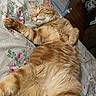 cat, orange_tabby, sleeping, bed, floral_bedspread, paw, fur, whiskers, relaxed, indoors, pet, cute, cozy, animal, feline, resting, cute_pet, domestic_cat, tabby_cat, soft