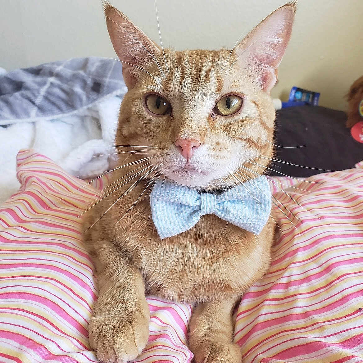 Garfield