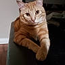 Garfield joined the competition — help win amazing prizes! cat, ginger_cat, indoor, feline, pet, animal, resting, crossed_paws, curious, calm, table, furniture, domestic, mammal, whiskers, ears, eyes, fur, household, cozy