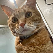 Garfield joined the competition — help win amazing prizes! cat, orange_tabby, close_up, collar, bell, indoor, bathroom, shower_door, curious, whiskers, ears, fur, pet, animal, domestic, face, wide_eyes, looking, lighting, wall