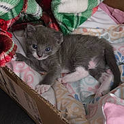 Bess is registered to the contest to win money with this photo: animal, blanket, blue_eyes, cardboard_box, cat, cozy, curious, cute, fleece, fur, gray_cat, indoor, kitten, pet, plaid_blanket, resting, small, soft, white_paws, young_animal