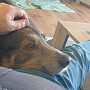 Sam participe au concours pour gagner de l'argent avec cette photo : dog, pet, hand, lap, person, jeans, sweater, living_room, wooden_floor, cabinet, blanket, table, relaxing, cozy, indoor, home, comfort, resting, calm, casual