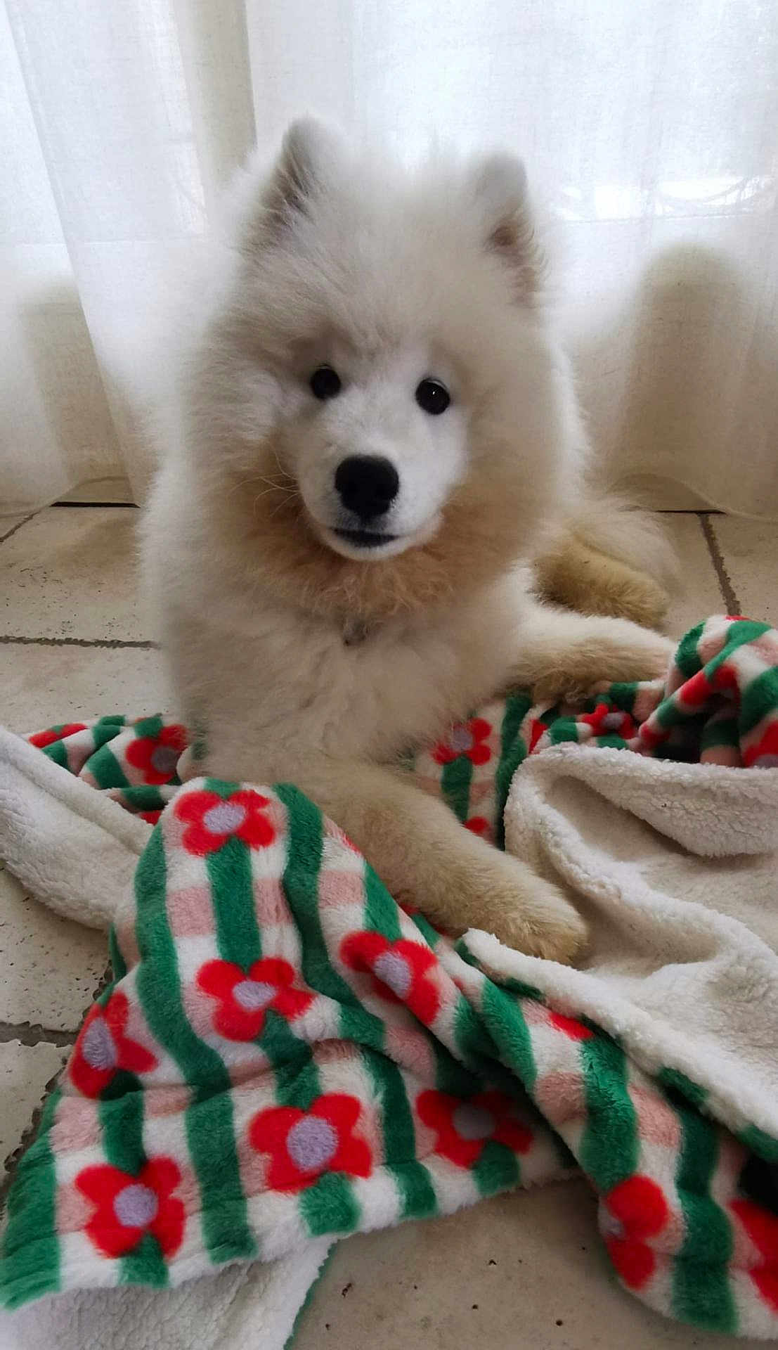 Asgard participe au concours pour gagner de l'argent avec cette photo : animal, blanket, companion, cozy, curious, curtains, cute, dog, domestic, floral_pattern, fluffy, fur, indoor, lying_down, paw, pet, portrait, resting, tile_floor, white_dog