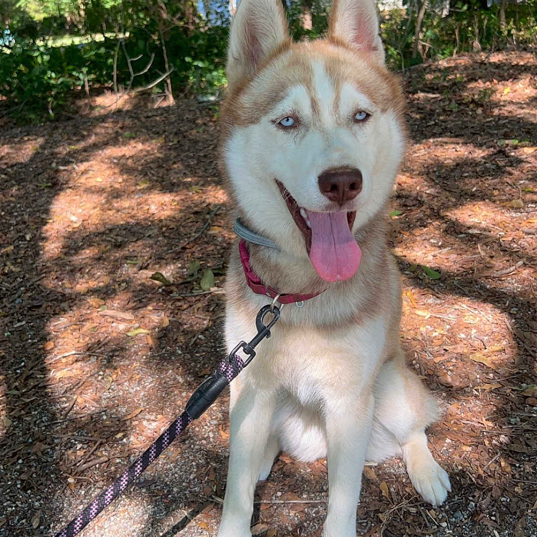 Oshi joined the competition — help win amazing prizes! accessories, animal, architecture, canine, dog, grass, grove, husky, land, nature, outdoors, park, pet, plant, puppy, soil, strap, tree, vegetation, woodland