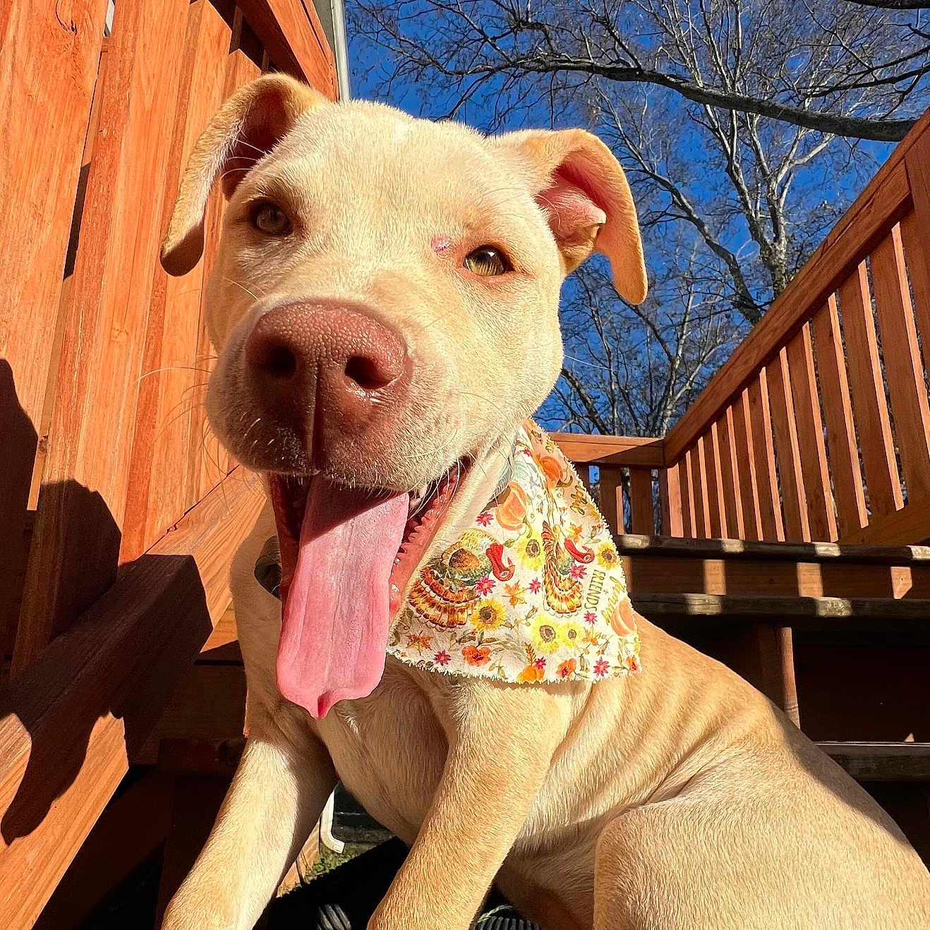 Nala