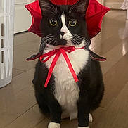 Princess joined the competition — help win amazing prizes! cat, tuxedo_cat, pet, animal, indoor, floor, costume, red, ribbon, wide_eyes, black_and_white, whiskers, cute, sitting, curious, domestic_cat, feline, funny, household, portrait