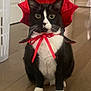 cat, tuxedo_cat, pet, animal, indoor, floor, costume, red, ribbon, wide_eyes, black_and_white, whiskers, cute, sitting, curious, domestic_cat, feline, funny, household, portrait