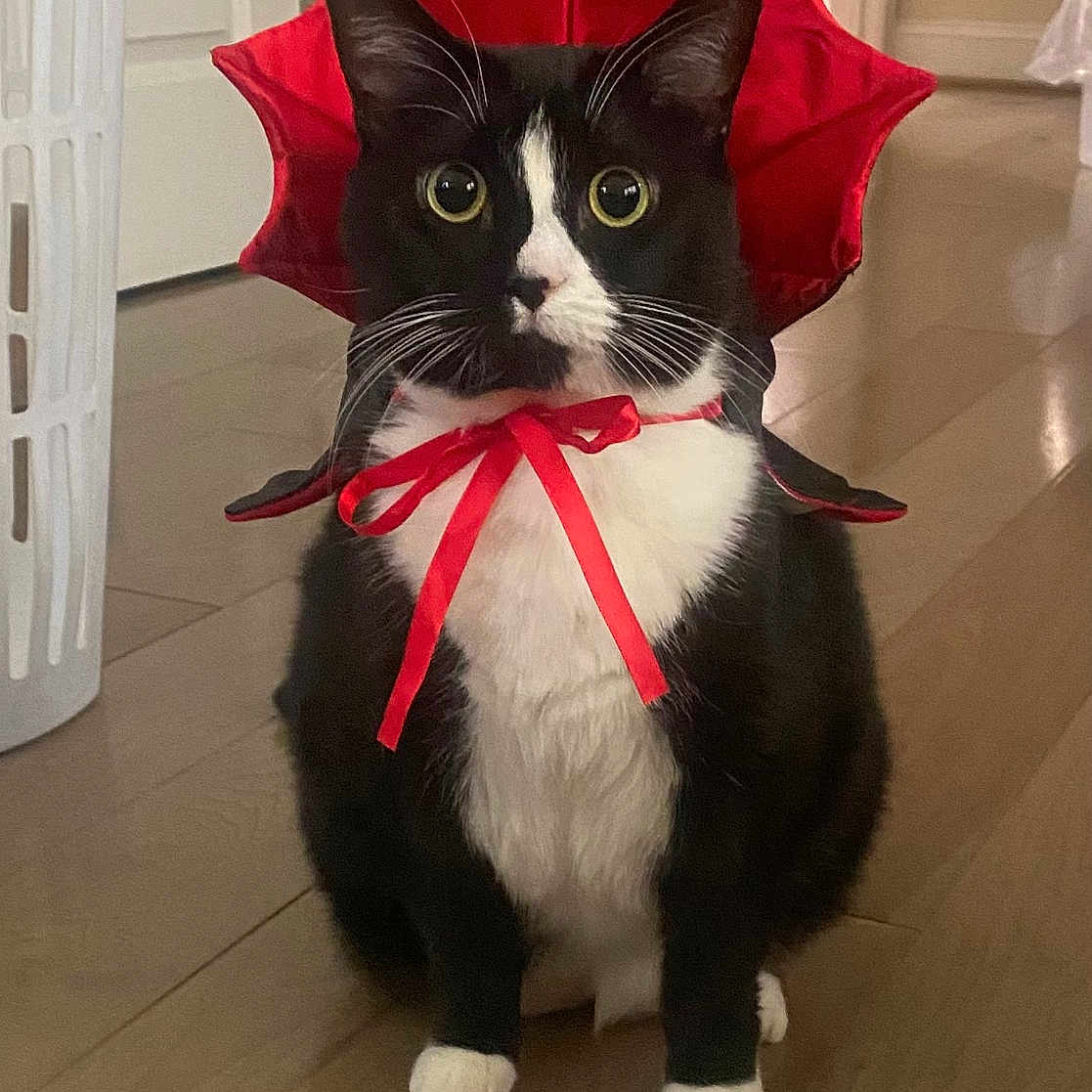 Princess joined the competition — help win amazing prizes! animal, black_and_white, cat, costume, curious, cute, domestic_cat, feline, floor, funny, household, indoor, pet, portrait, red, ribbon, sitting, tuxedo_cat, whiskers, wide_eyes