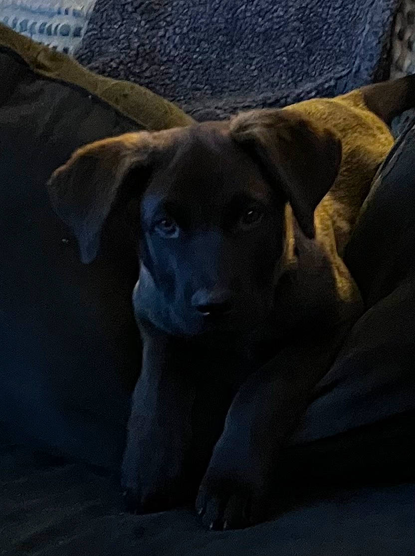 Grimm joined the competition — help win amazing prizes! borador, canidae, carnivore, companion_dog, dog, dog_breed, electric_blue, fawn, gun_dog, sporting_group, working_animal