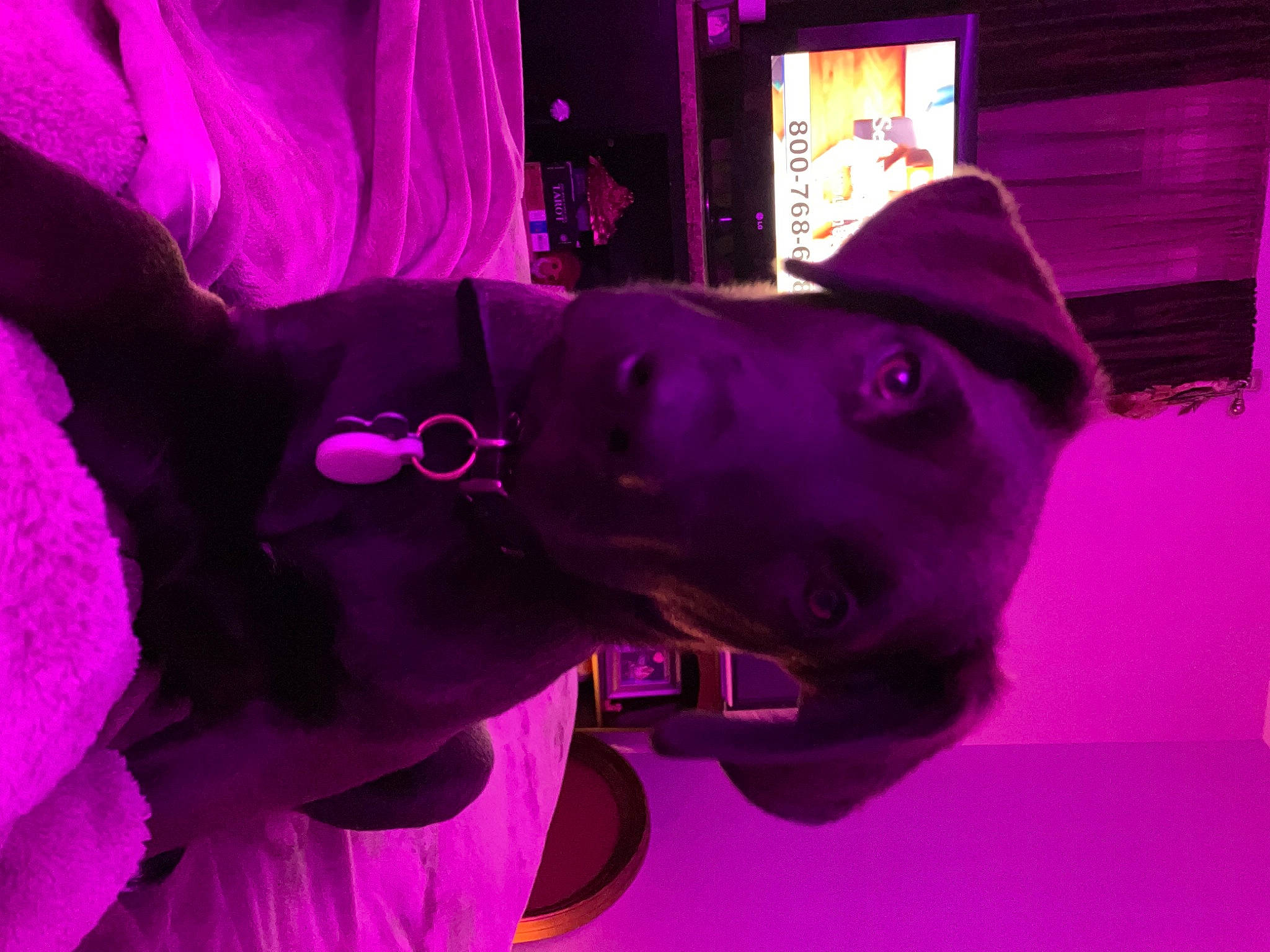 Grimm joined the competition — help win amazing prizes! canidae, carnivore, collar, dog, dog_breed, dog_collar, ear, electric_blue, event, fashion_accessory, fawn, guard_dog, hat, magenta, pink, purple, snout, sporting_group, violet, working_animal