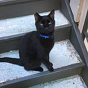 Sherlock joined the competition — help win amazing prizes! black_cat, cat, pet, animal, stairs, concrete, blue_collar, outdoor, feline, sitting, looking, ears, tail, step, daylight, texture, quiet, alone, domestic_cat, alert