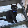black_cat, cat, pet, animal, stairs, concrete, blue_collar, outdoor, feline, sitting, looking, ears, tail, step, daylight, texture, quiet, alone, domestic_cat, alert