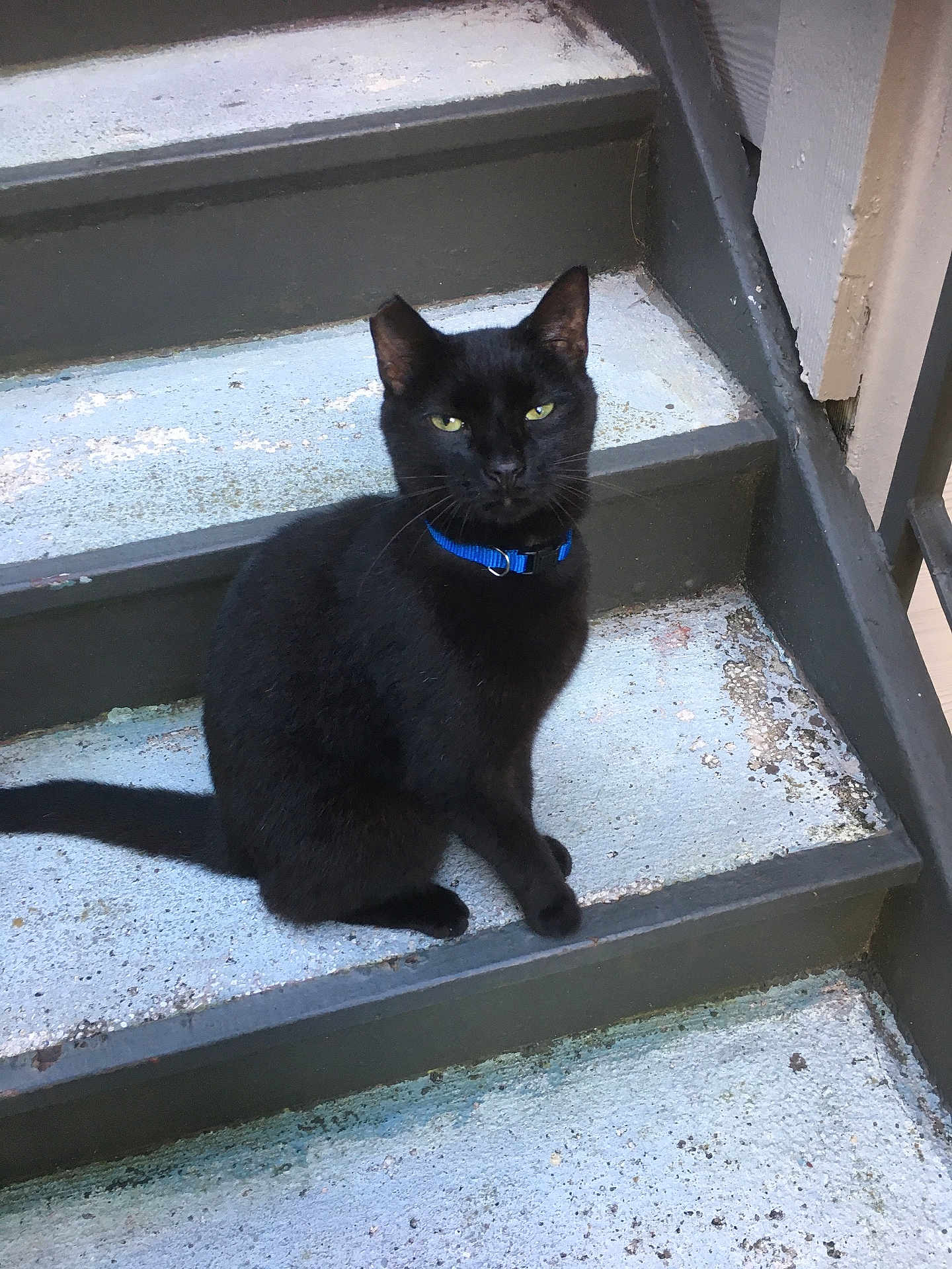 Sherlock joined the competition — help win amazing prizes! black_cat, cat, pet, animal, stairs, concrete, blue_collar, outdoor, feline, sitting, looking, ears, tail, step, daylight, texture, quiet, alone, domestic_cat, alert