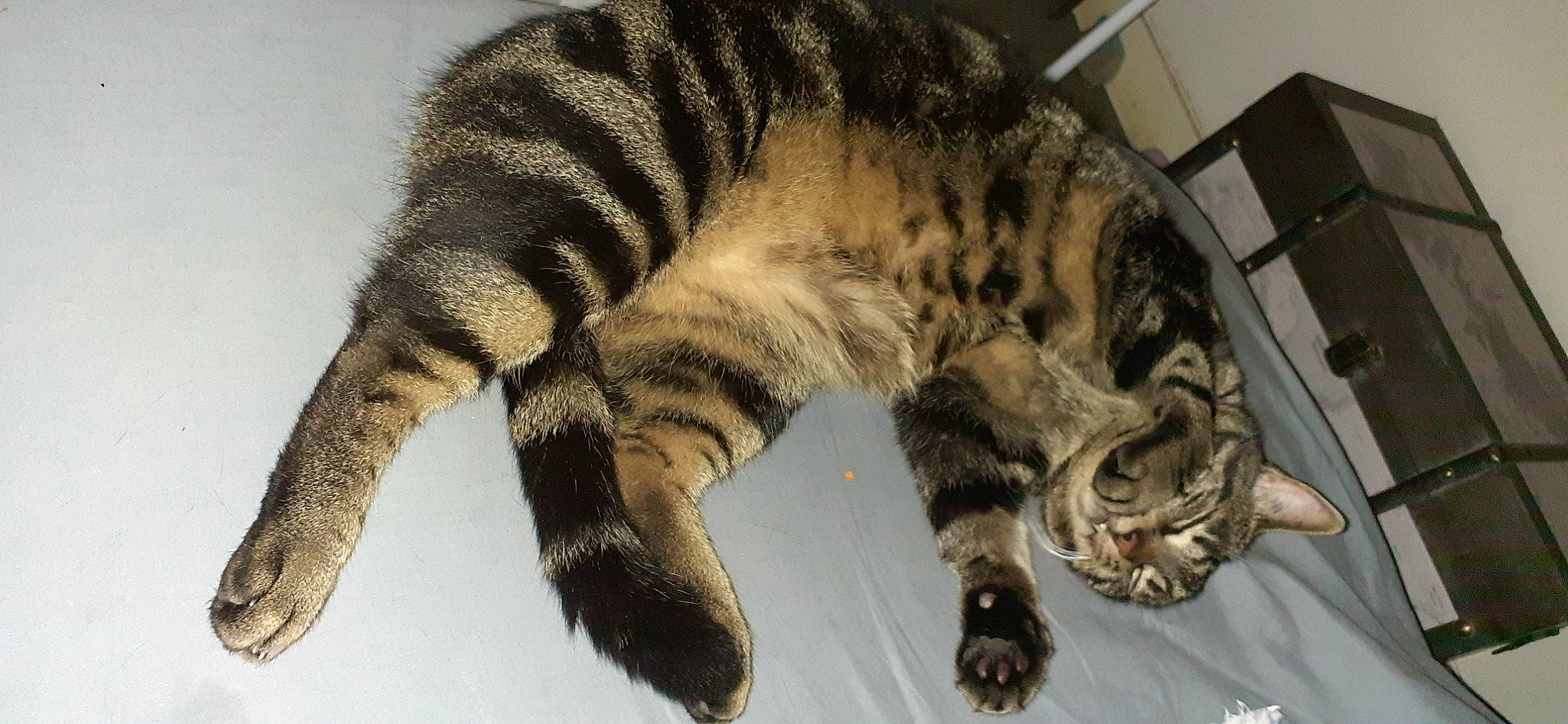 Gizmo a rejoint le concours — aidez-le/la à gagner de superbes lots ! carnivore, cat, claw, domestic_short_haired_cat, felidae, fur, nap, paw, small_to_medium_sized_cats, snout, tail, terrestrial_animal, whiskers, wildlife