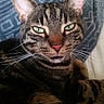 cat, tabby, pet, animal, feline, portrait, close_up, green_eyes, pink_nose, whiskers, striped_fur, brown_fur, black_fur, sitting, cushion, indoor, home, patterned_background, alert, grumpy