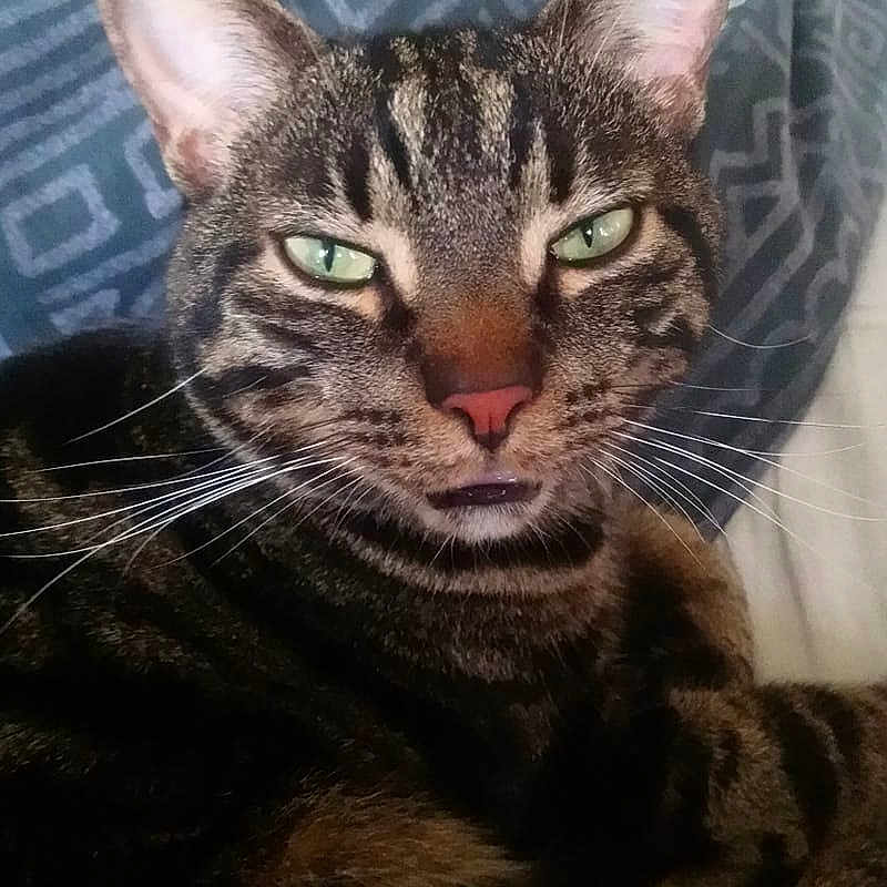 Gizmo