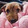 Adés a rejoint le concours — aidez-le/la à gagner de superbes lots ! animal, blanket, close_up, comfort, cozy, cute, dog, face, fur, indoors, nose, pet, pink, puppy, resting, sleepy, snuggling, soft, warm, young