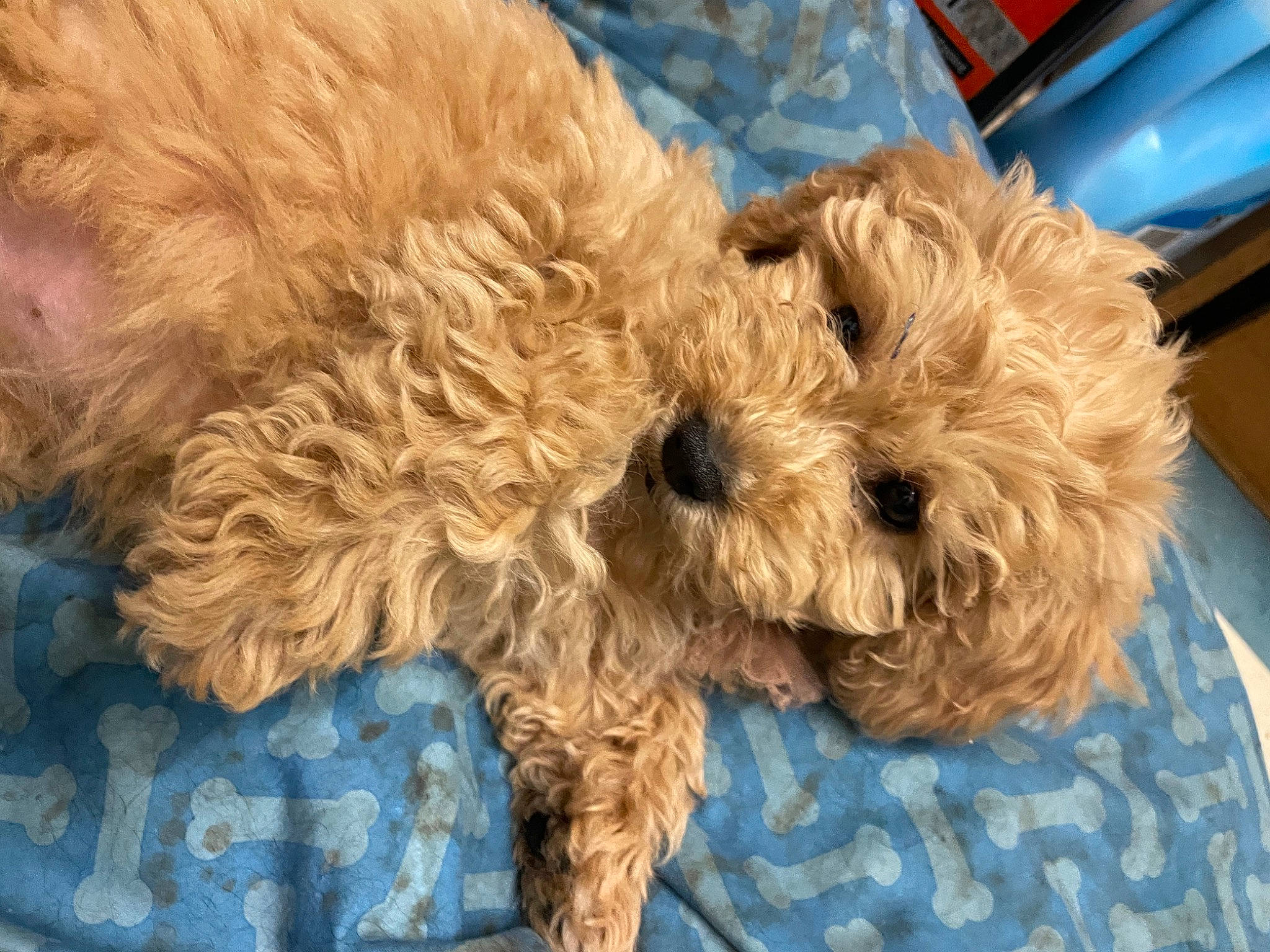 Minnie joined the competition — help win amazing prizes! canidae, carnivore, companion_dog, dog, dog_breed, dog_supply, fawn, fur, glasses, labradoodle, pet_supply, poodle, snout, sporting_group, sunglasses, terrier, toy, toy_dog, water_dog, working_animal