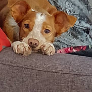 Utah participe au concours pour gagner de l'argent avec cette photo : animal, blanket, brown_and_white, closeup, companion, couch, cozy, cute, dog, ears, face, fur, home, indoor, looking, paws, pet, relaxed, resting, snout