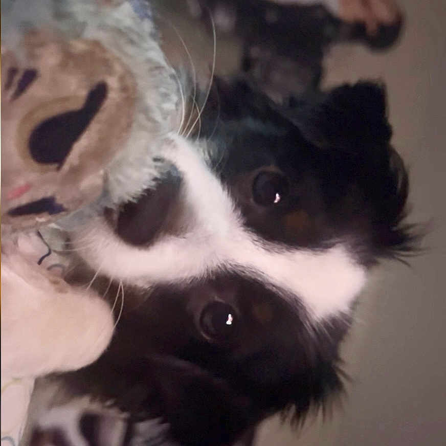 Nella joined the competition — help win amazing prizes! animal, background, black_and_white, close_up, companion, cute, dog, domestic, eyes, face, framed_pictures, furry, indoor, nose, pet, portrait, soft_toy, stuffed_toy, wall, whiskers