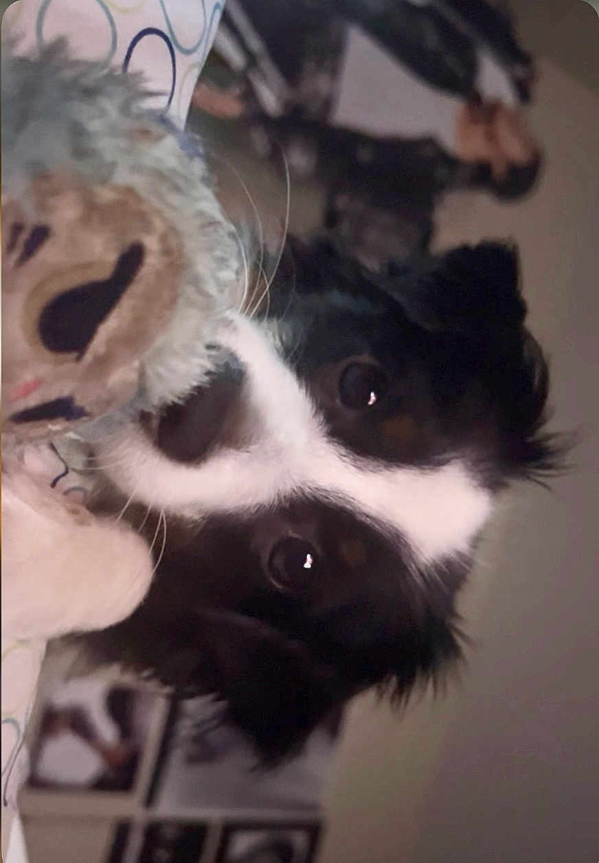 Nella joined the competition — help win amazing prizes! dog, close_up, black_and_white, stuffed_toy, indoor, pet, animal, cute, portrait, furry, face, whiskers, soft_toy, background, wall, framed_pictures, eyes, nose, companion, domestic