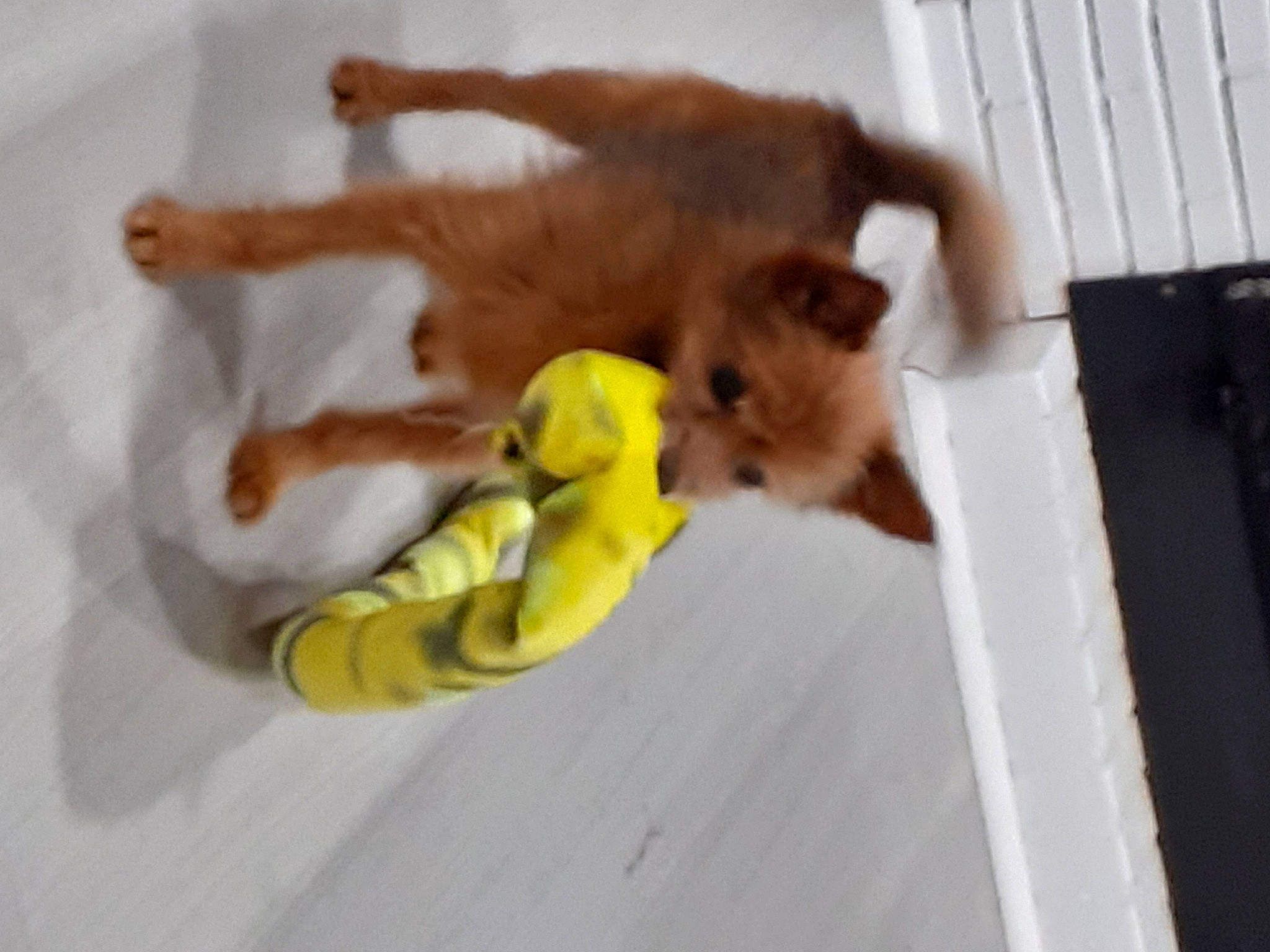 Hypso a rejoint le concours — aidez-le/la à gagner de superbes lots ! canidae, carnivore, comfort, companion_dog, dog, dog_breed, dog_supply, fawn, felidae, fur, paw, pet_supply, puppy, small_to_medium_sized_cats, snout, sporting_group, stuffed_toy, tail, toy_dog, working_animal