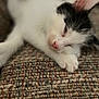 Seven Eleven is registered to the contest to win money with this photo: cat, kitten, sleeping, white, black, fur, paw, nose, couch, fabric, texture, closeup, relaxed, indoor, pet, animal, cute, young, feline, resting