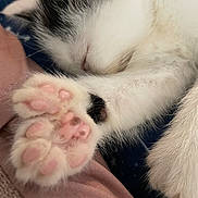 Seven Eleven is registered to the contest to win money with this photo: kitten, paw, pink_pads, sleeping, close_up, furry, white_fur, black_spot, soft_texture, fabric, cozy, resting, cute, animal, pet, domestic_cat, whiskers, fur, relaxation, indoor