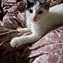 Seven Eleven is registered to the contest to win money with this photo: cat, kitten, white_cat, black_and_white, pet, animal, feline, cute, cozy, blanket, pink_blanket, soft_texture, indoor, resting, paw, fur, closeup, portrait, looking_at_camera, relaxed