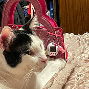 Seven Eleven is registered to the contest to win money with this photo: animal, black_and_white, blanket, cat, close_up, cozy, cute, fur, heart_shape, hello_kitty, household, indoor, keychain, pet, pink, purse, relaxed, resting, soft_texture, whiskers